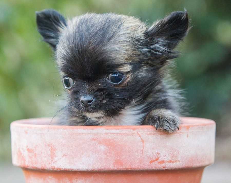 Какие самые маленькие породы собак существуют и как подобрать питомца для квартиры или дома