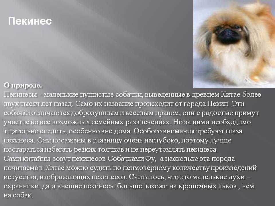Пекинес: описание и характеристика породы - моя собака