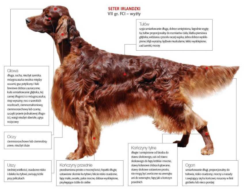 Английский сеттер (лаверак) собаки: фото, описание породы, характер и цены