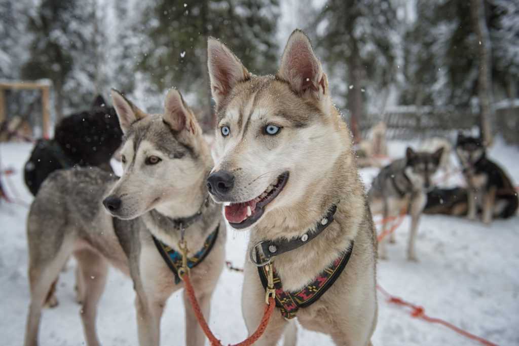 Аляскинский хаски (34 фото): описание породы, содержание собак и уход за ними