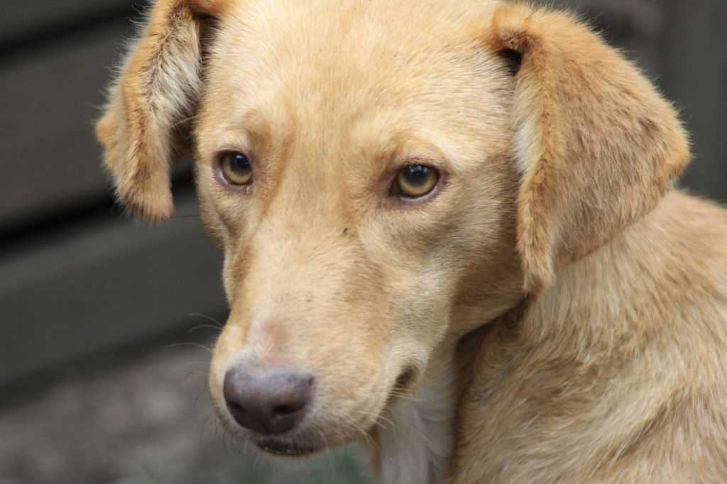 Лептоспироз у собак: причины, пути заражения. лечение | блог ветклиники "беланта"