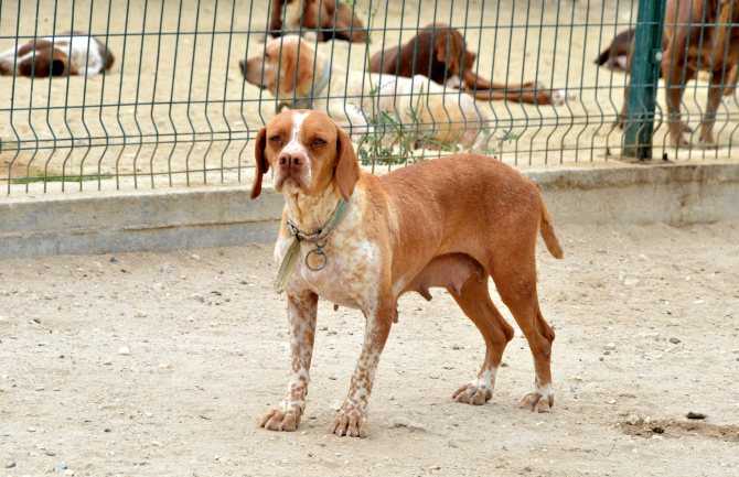 Каталбурун собака. описание, особенности, виды, характер, уход и цена породы каталбурун - собаки