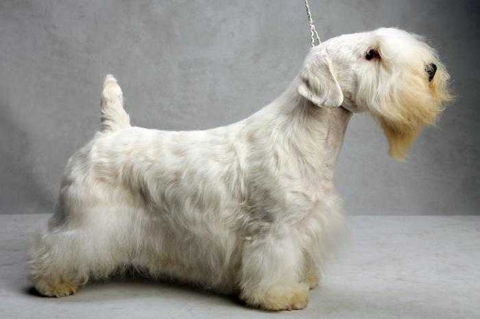 Силихем-терьер (sealyham terrier) — это умная, смелая и активная порода собак