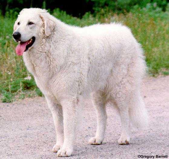Эштрельская овчарка: описание породы собак с фото и видео