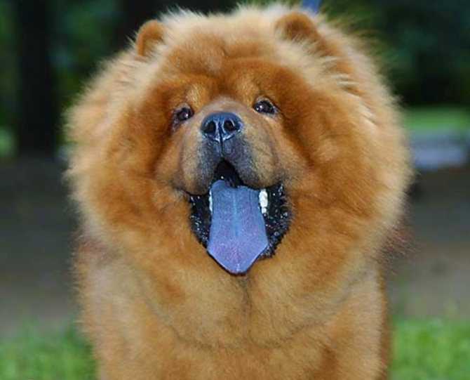 Собака с фиолетовым языком порода название