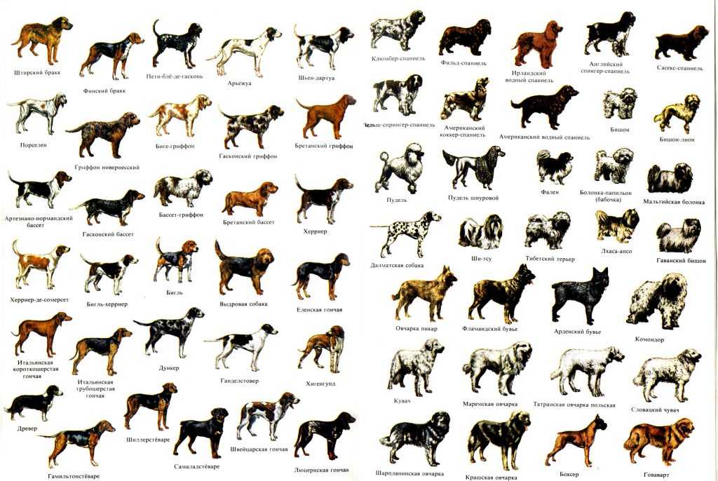 Русские породы собак (32 фото): список пород собак, выведенных в россии