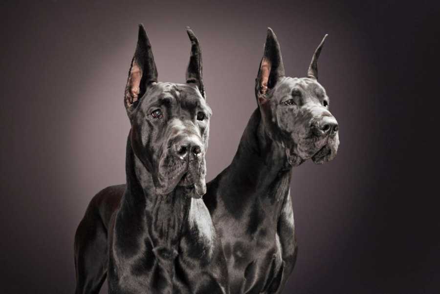 Красивые породы собак. описание, названия, виды и фото красивых собак | животный мир