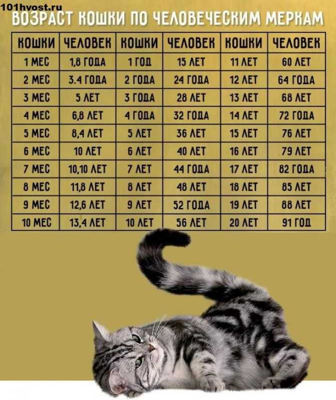 Котята мейн кун: различные окрасы с фото