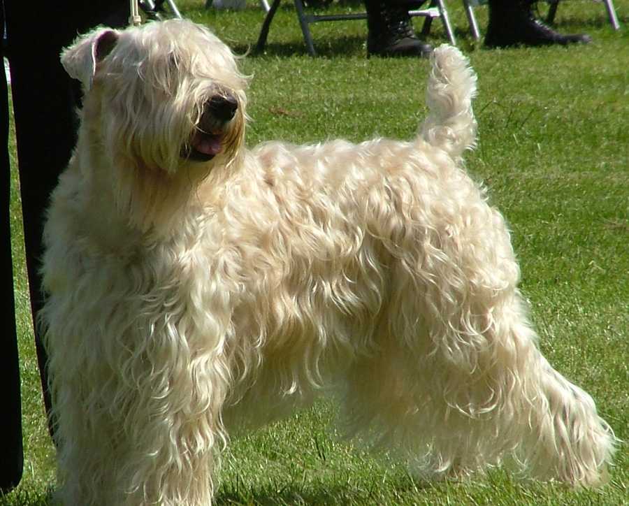 Характеристика собак породы ирландский волкодав с отзывами и фото