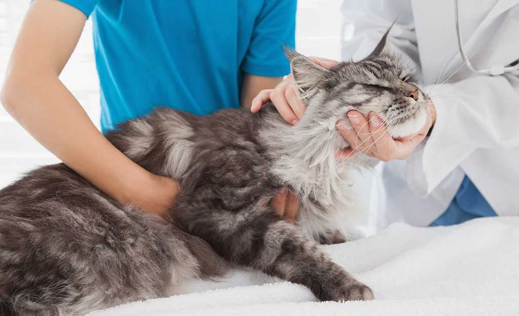 Коронавирус кошек: опасен ли для человека?