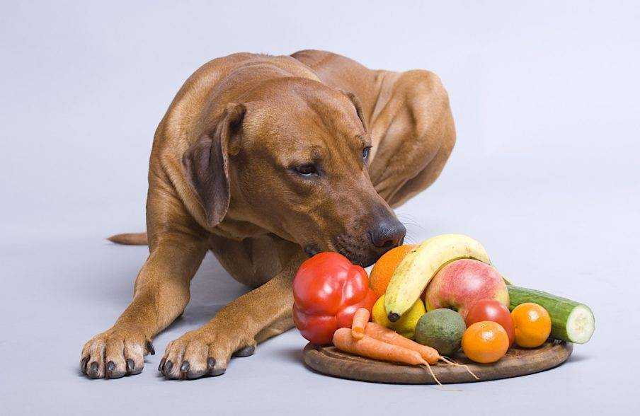 Как правильно и чем кормить собаку на натуралке в домашних условиях