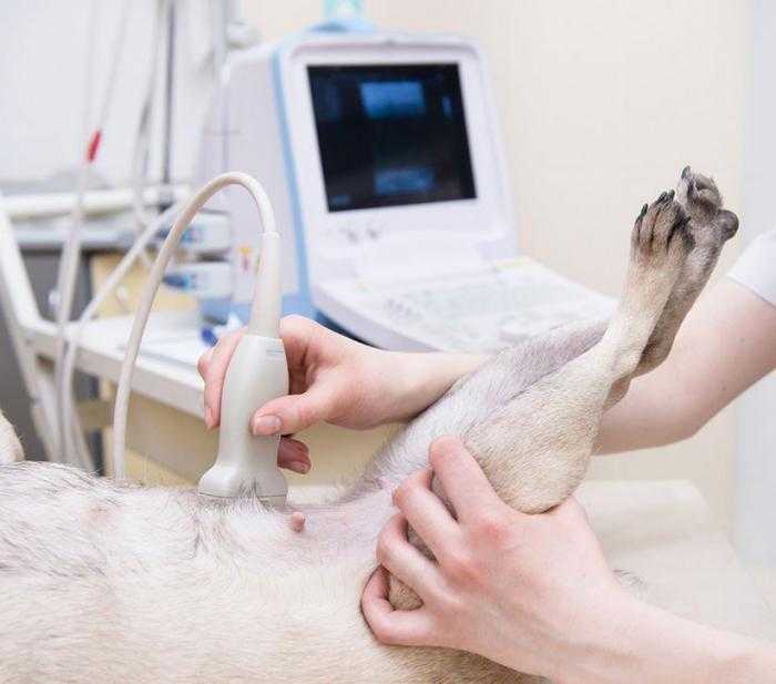 Диагностика и лечение мкб у животных в клиниках беларуси