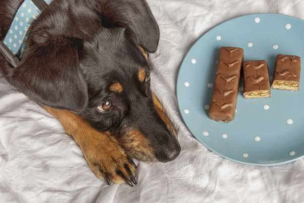 Можно ли собакам давать сладкое, шоколад, конфеты