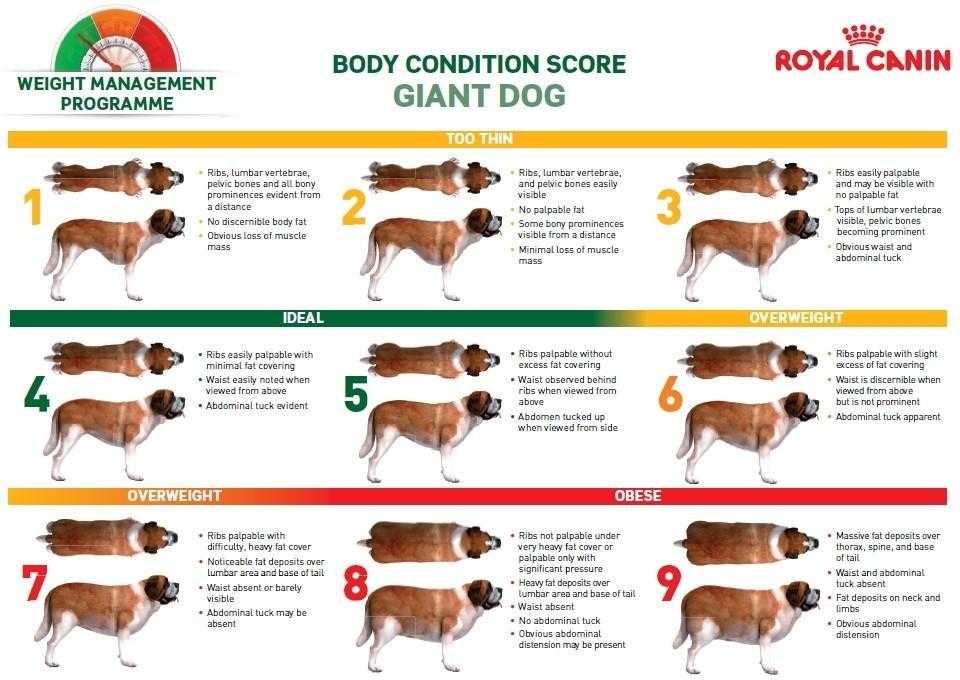Ожирение у собак - симптомы, диагностика, лечение | берлога