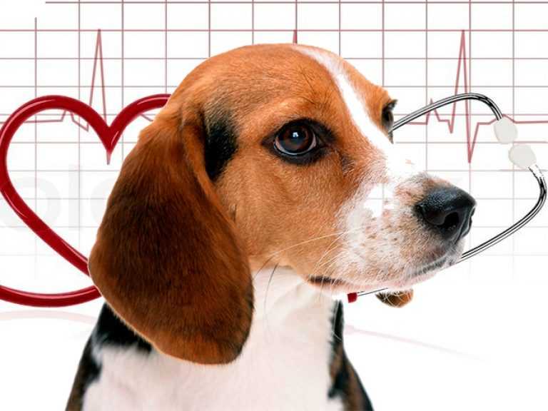 Сердечная недостаточность у собак. 5 причин плохой работы сердца: симптомы и лечение