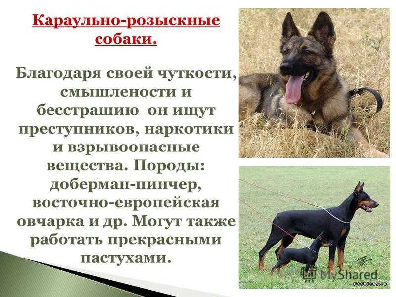 Описание породы собак южнорусская овчарка с отзывами владельцев и фото