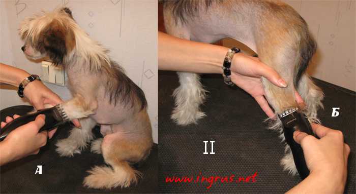 ᐉ ветеринарный врач: как правильно стричь когти собаке? - ➡ motildazoo.ru