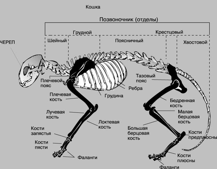 Болезни зубов у кошек (симптомы) - лечение в клинике зоостатус